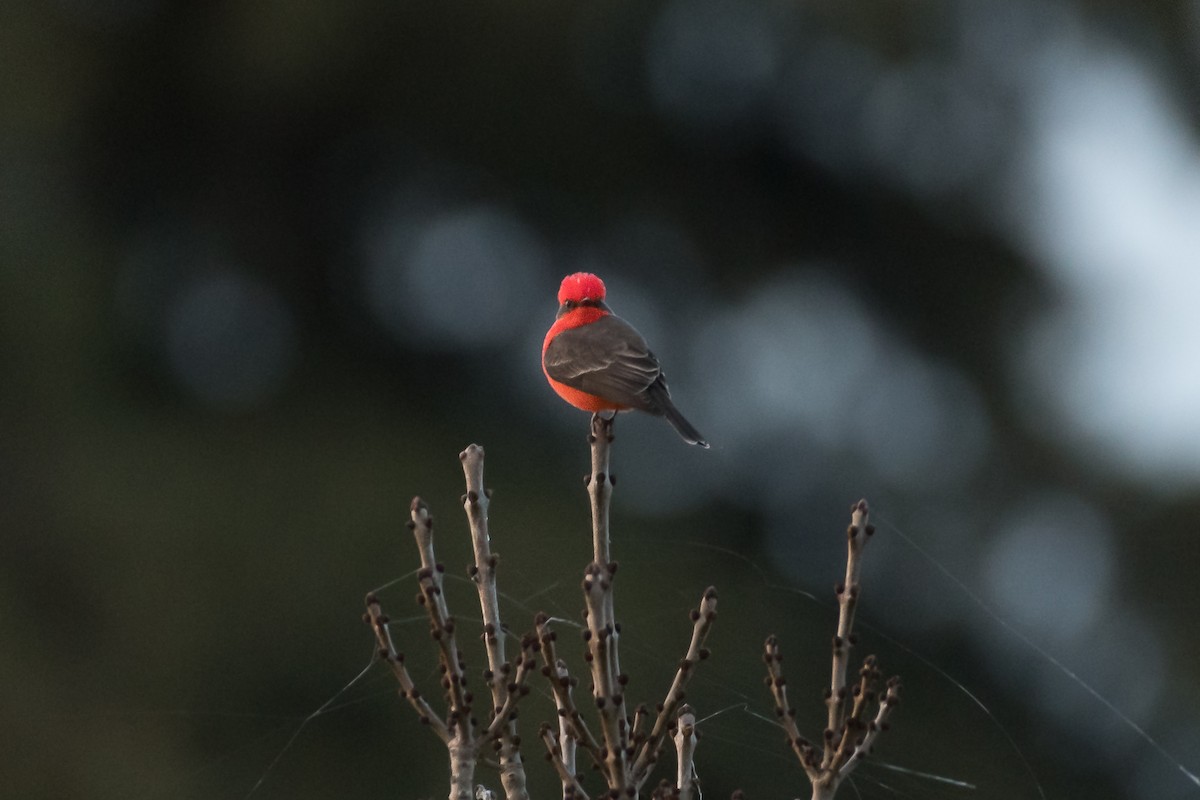 Vermilion Flycatcher - ML200544401