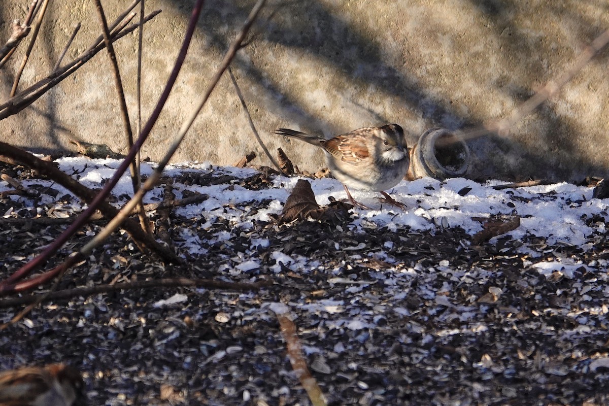 White-throated Sparrow - ML200544581