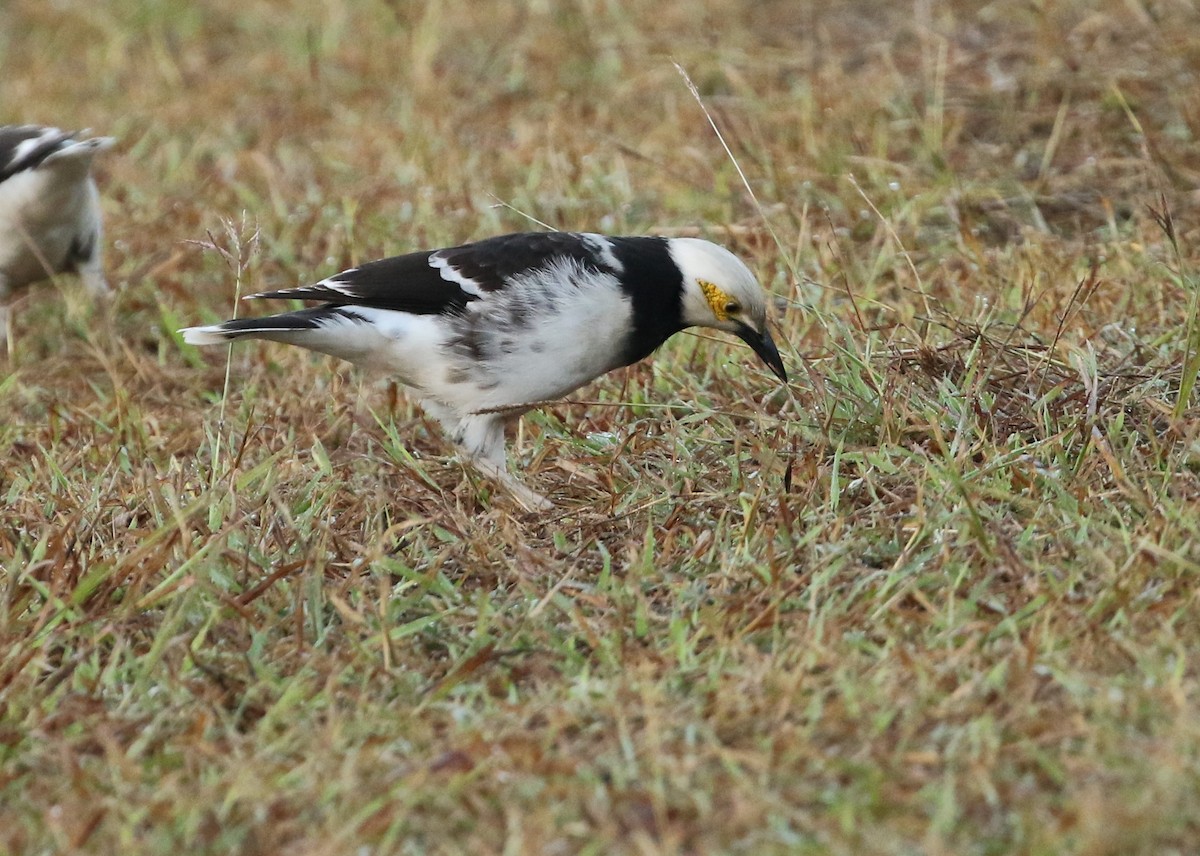 黑領椋鳥 - ML200545801