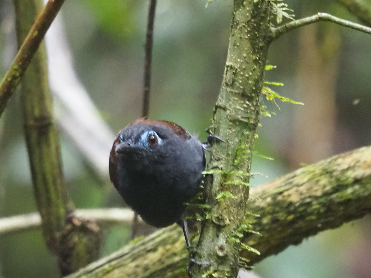 Chestnut-backed Antbird - ML200546631