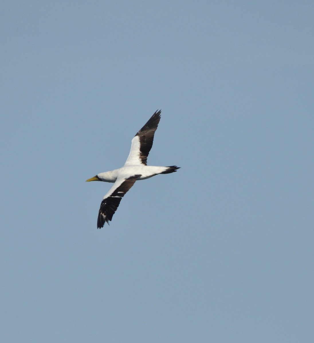 Masked Booby - Frances Tackaberry