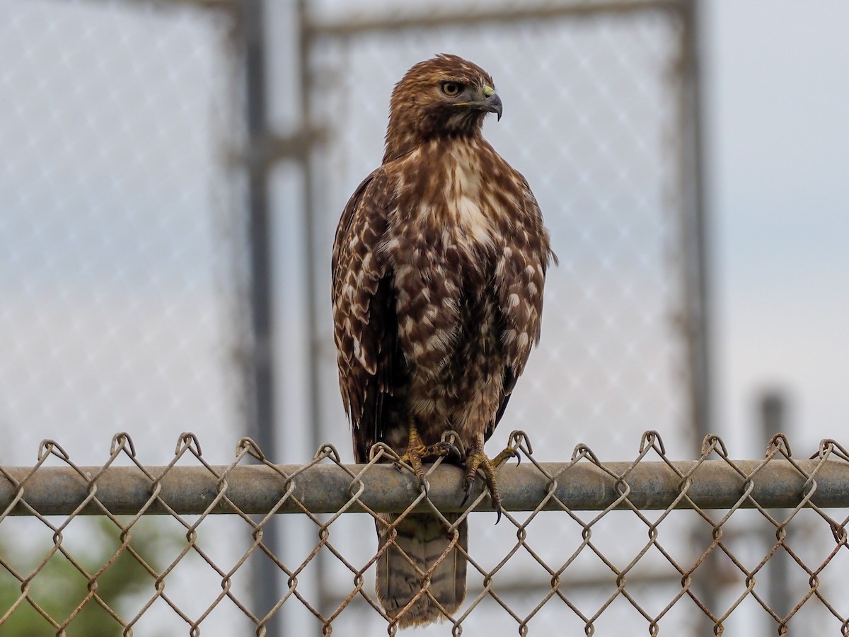 Red-tailed Hawk - ML200550111