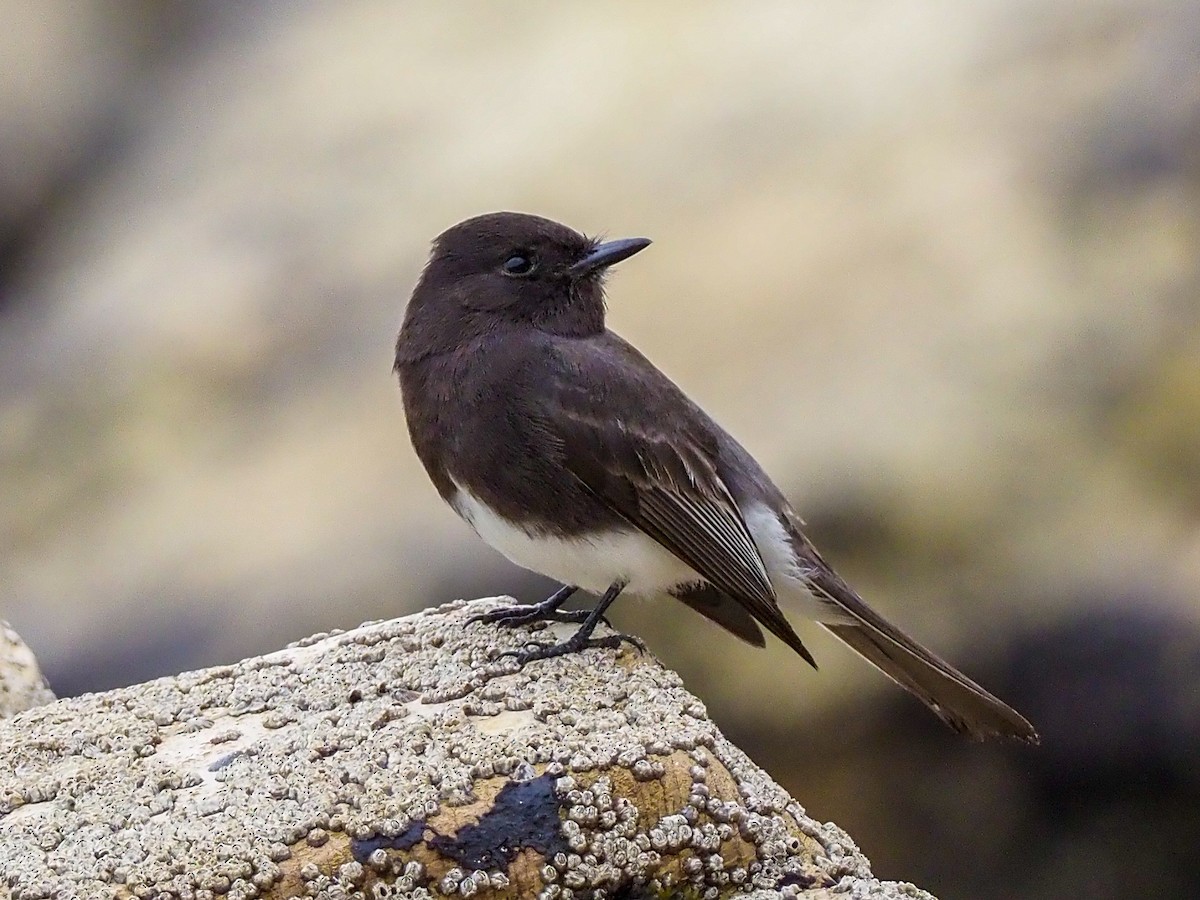 Black Phoebe - ML200550191