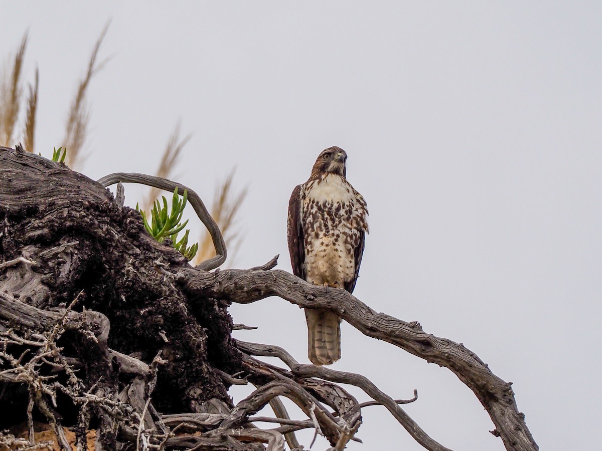 Red-tailed Hawk - ML200550311