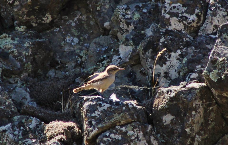 steinursmett - ML200550661