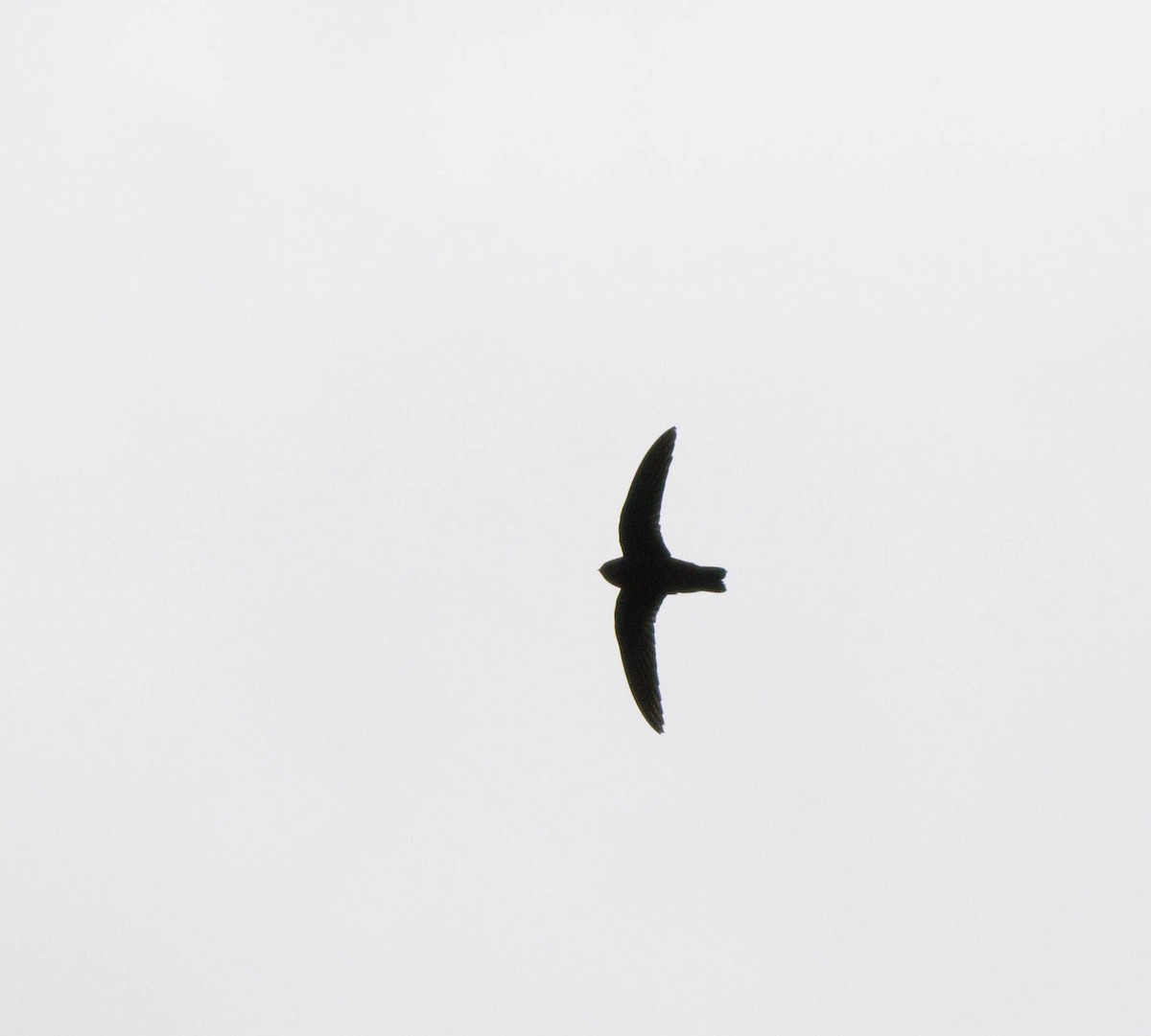 Black Swift - ML20055071