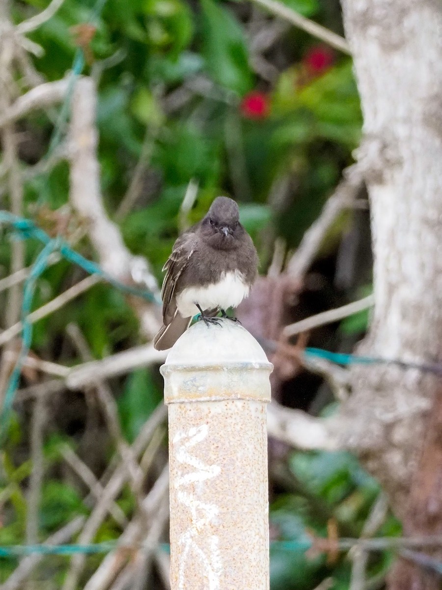 Black Phoebe - ML200551251