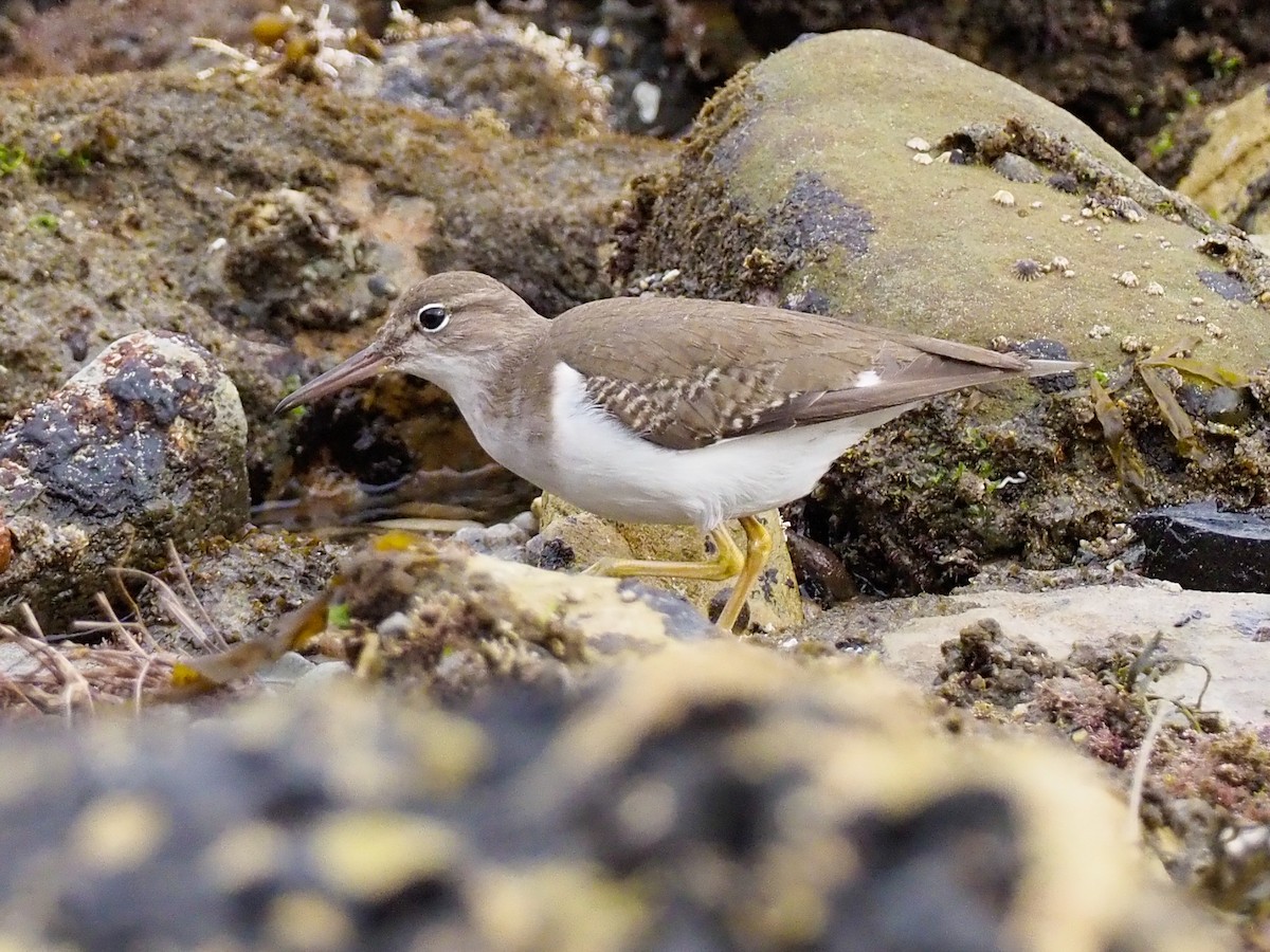 Spotted Sandpiper - Steven Hunter