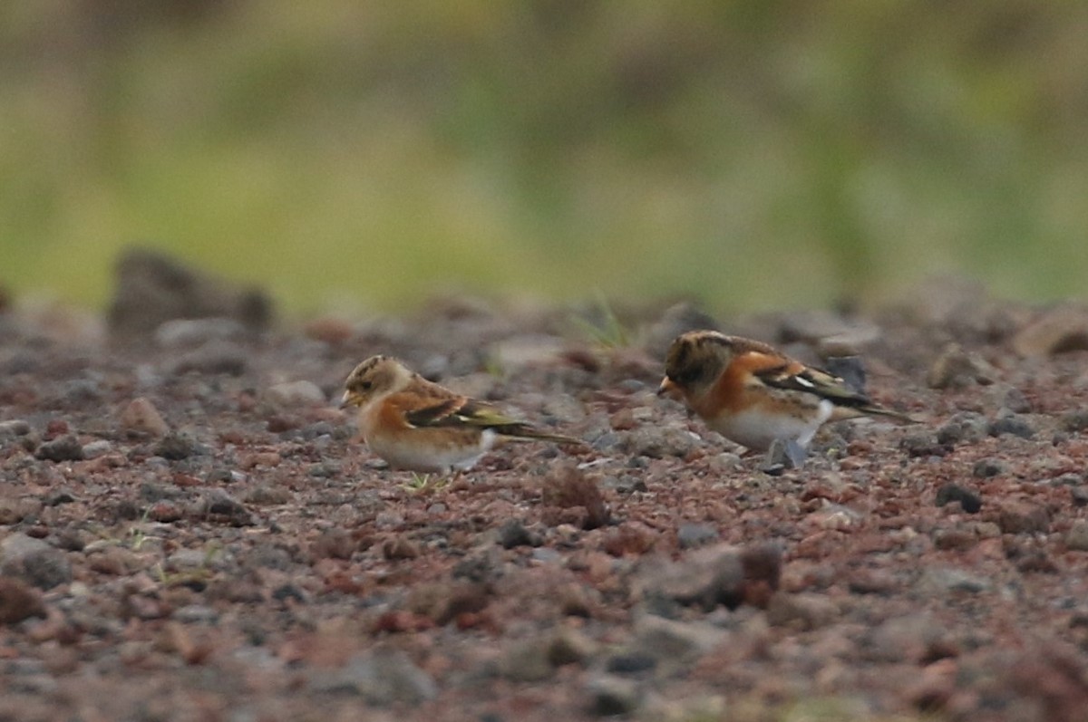 Brambling - ML200552831