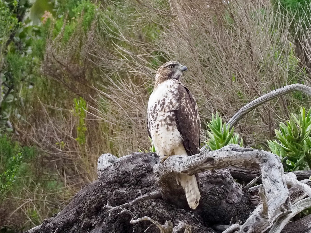 Red-tailed Hawk - ML200553151