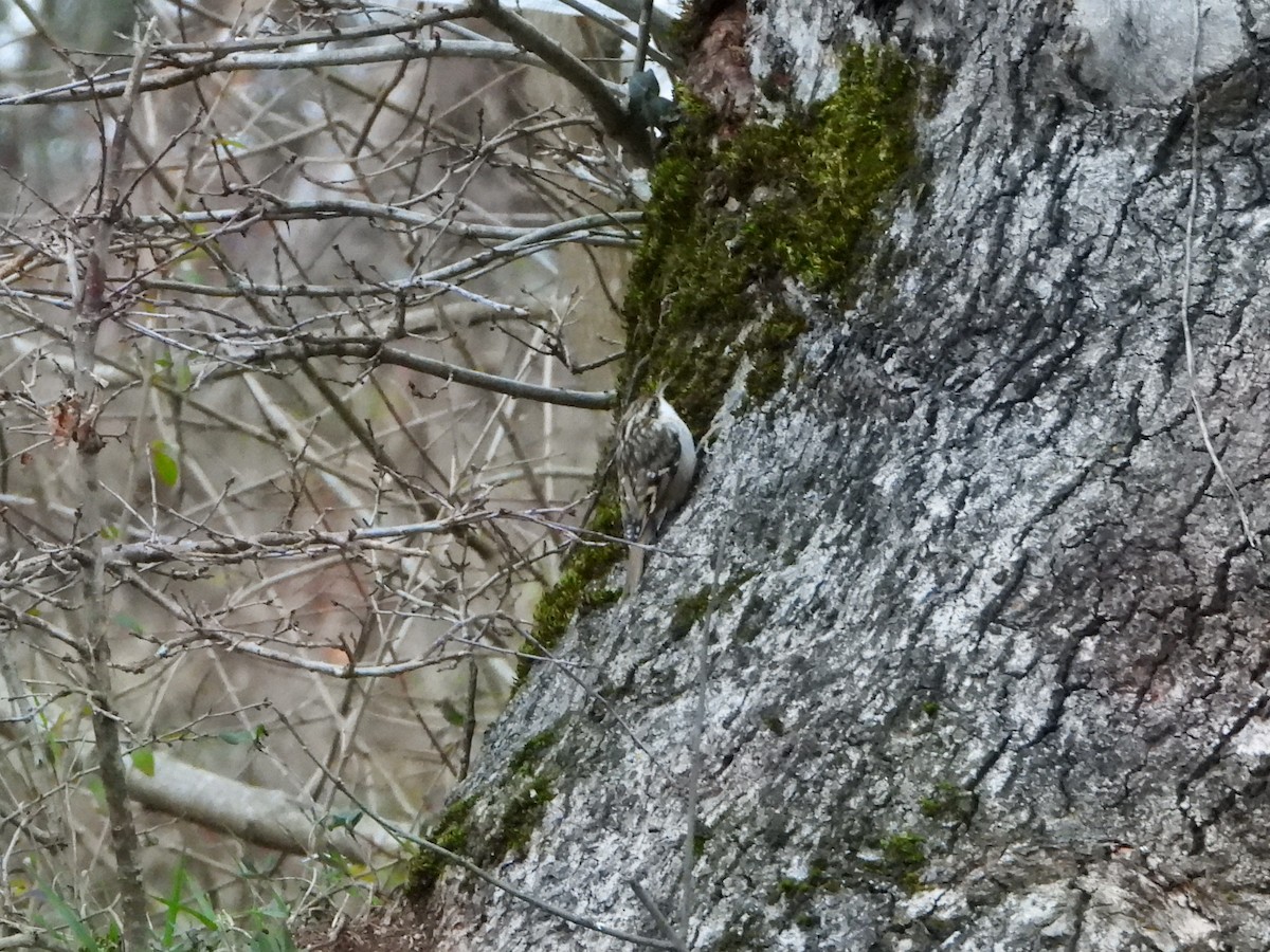 Bahçe Tırmaşıkkuşu - ML200553581