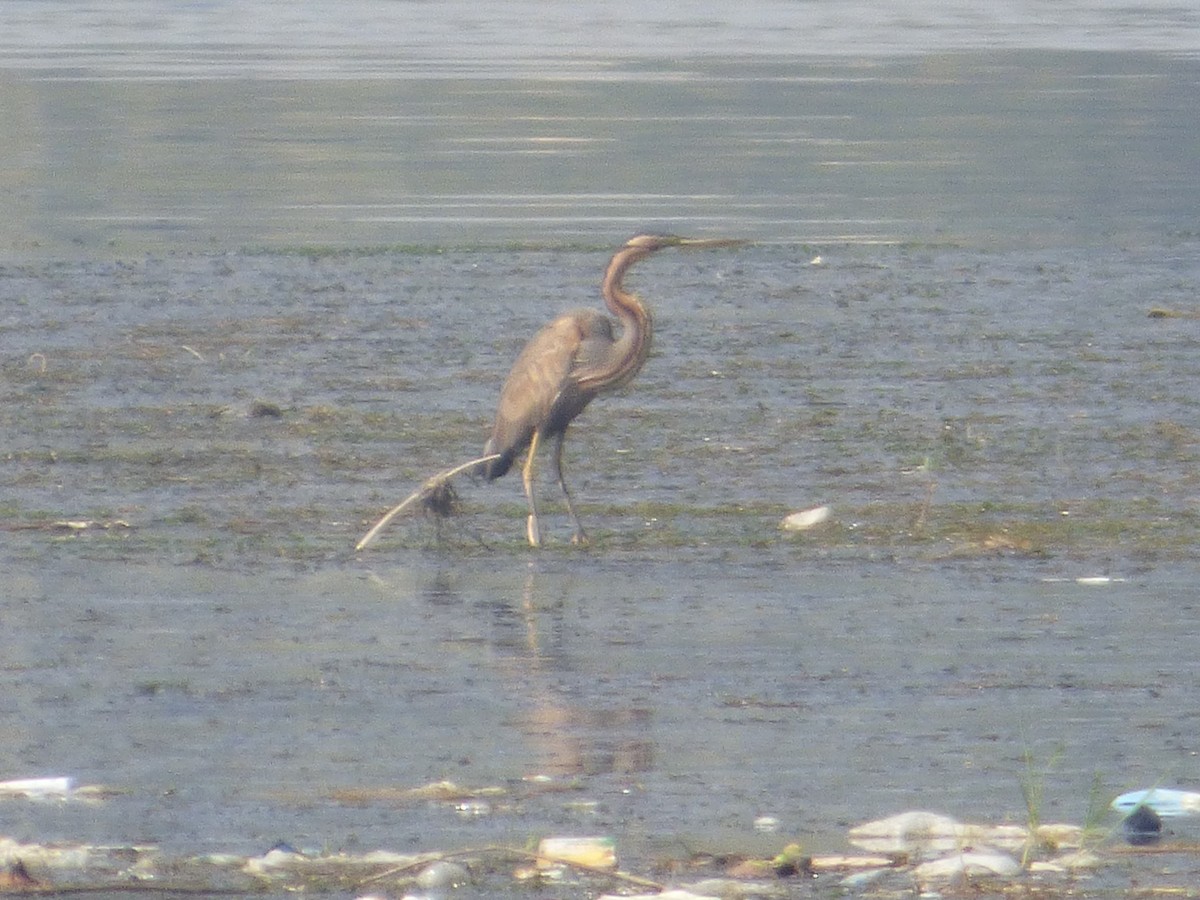 Purple Heron - ML200554011