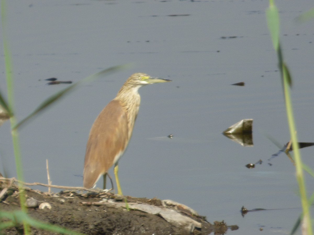 Squacco Heron - ML200554161