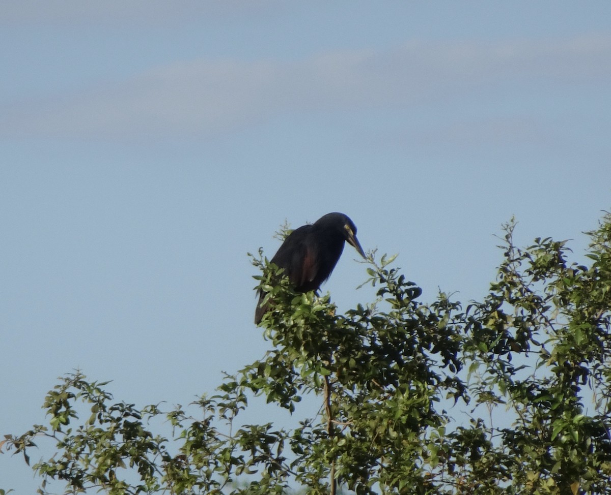 Rufous-bellied Heron - Claire Bélanger