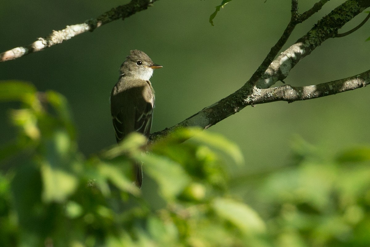 Alder Flycatcher - ML20055481