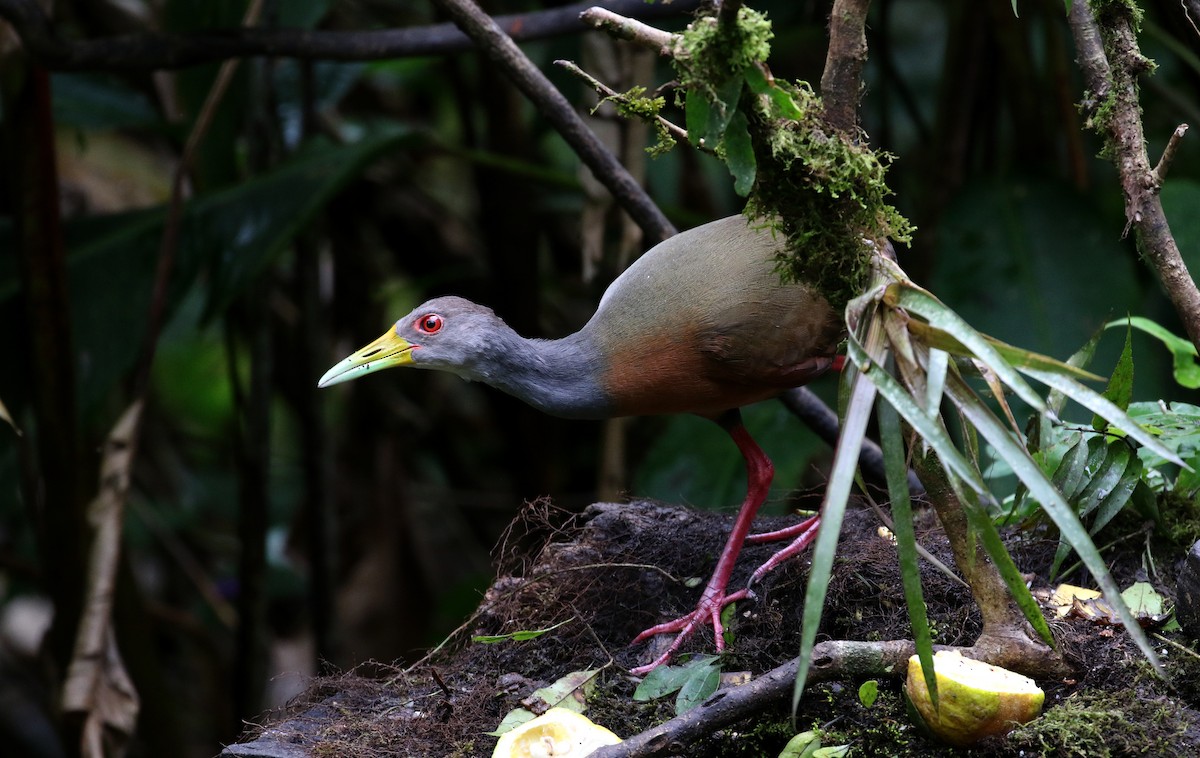 Gray-cowled Wood-Rail (Gray-cowled) - Jay McGowan