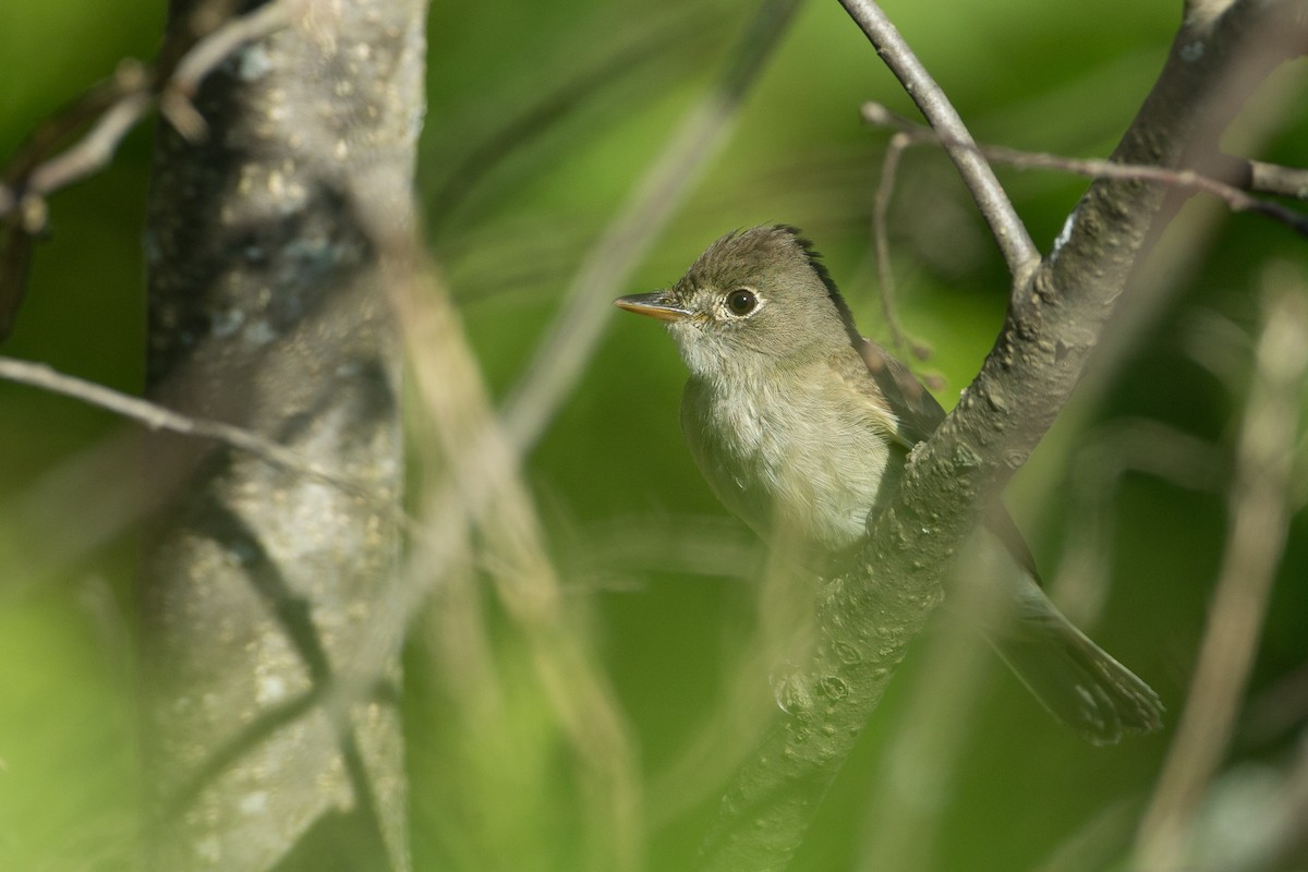 Alder Flycatcher - ML20055491