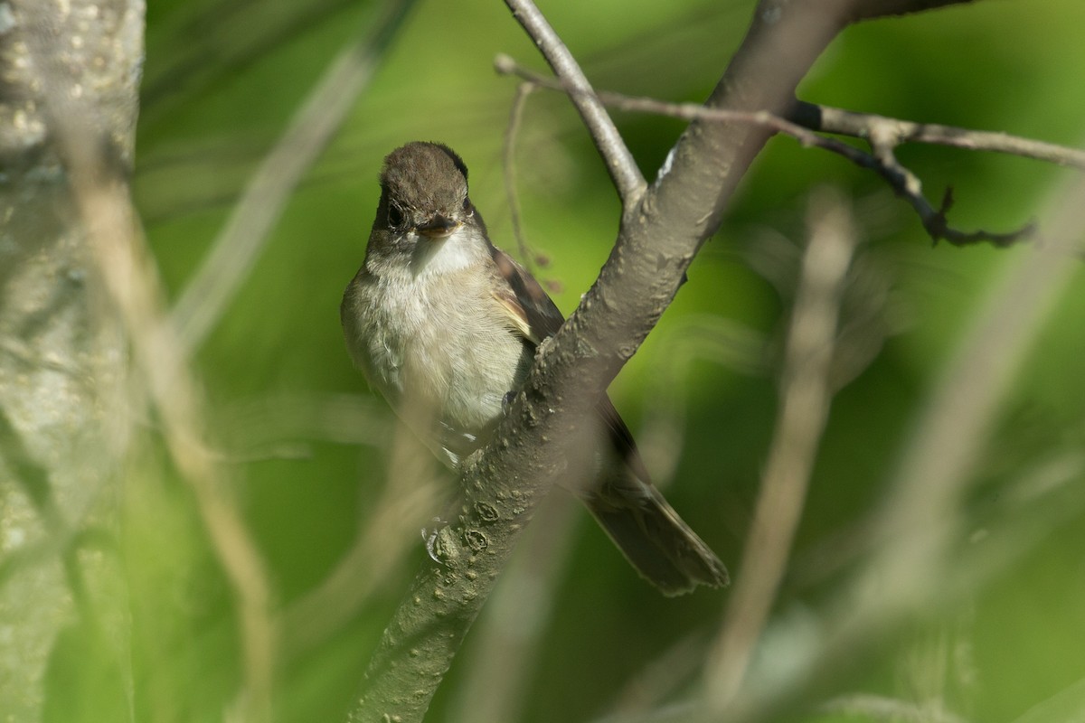 Alder Flycatcher - ML20055501