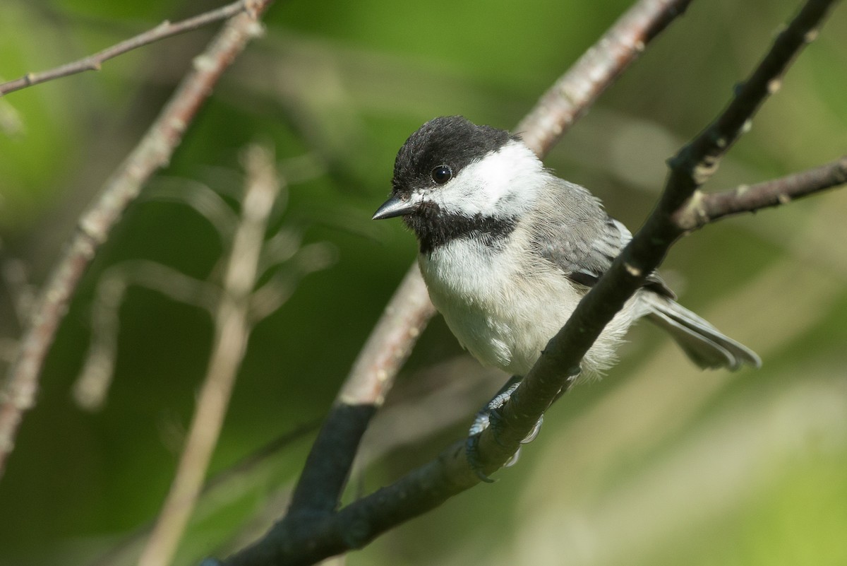 Black-capped Chickadee - ML20055511