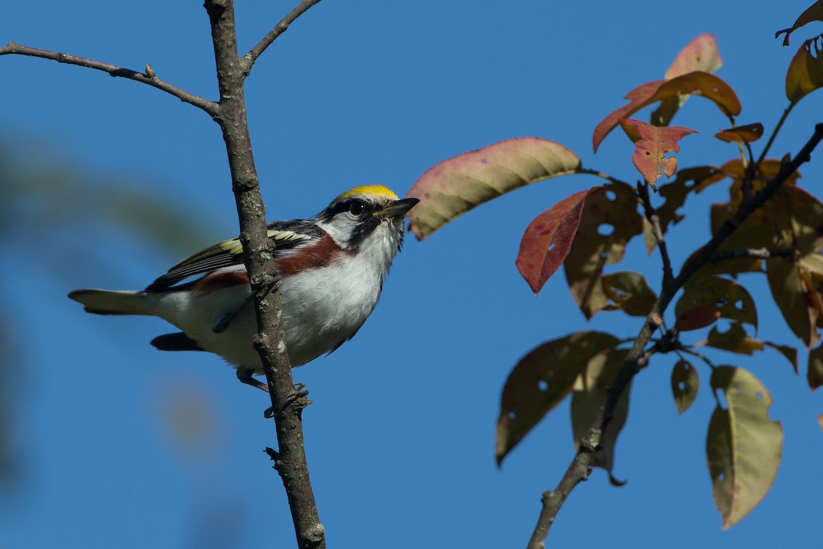 Chestnut-sided Warbler - ML20055521