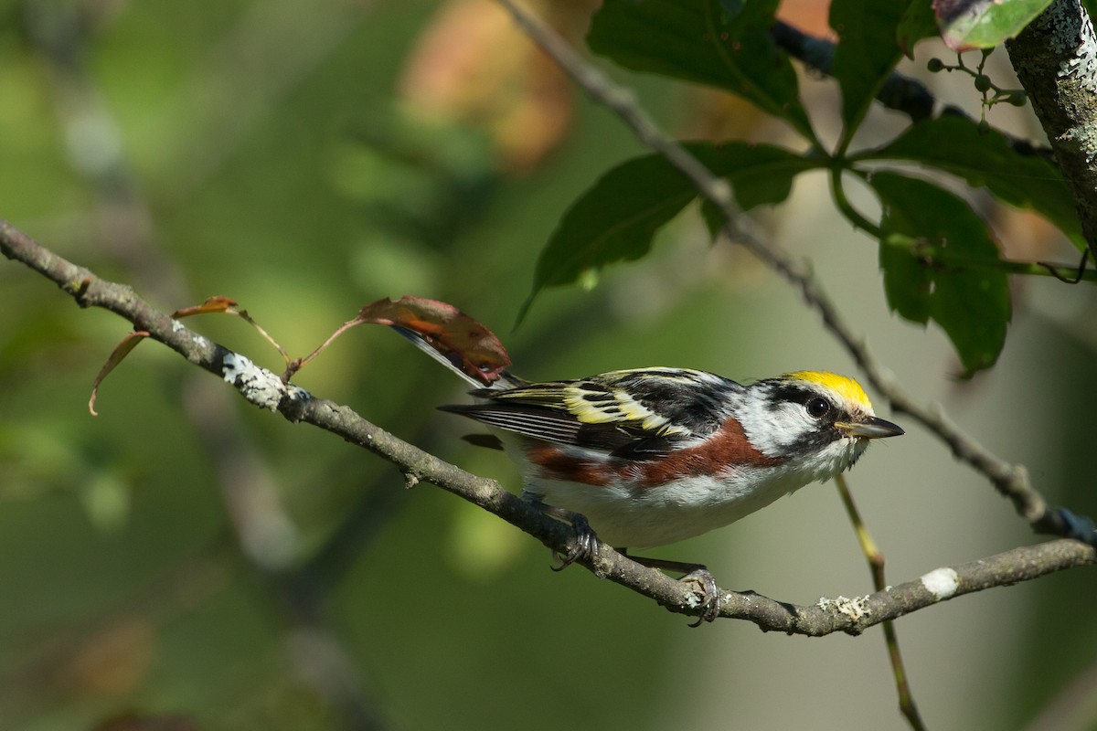 Chestnut-sided Warbler - ML20055531