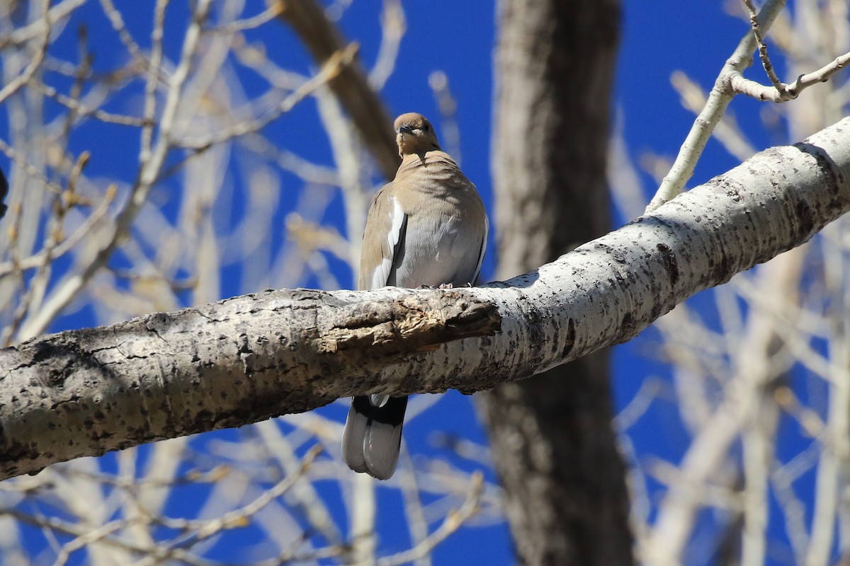 White-winged Dove - Andy Bridges