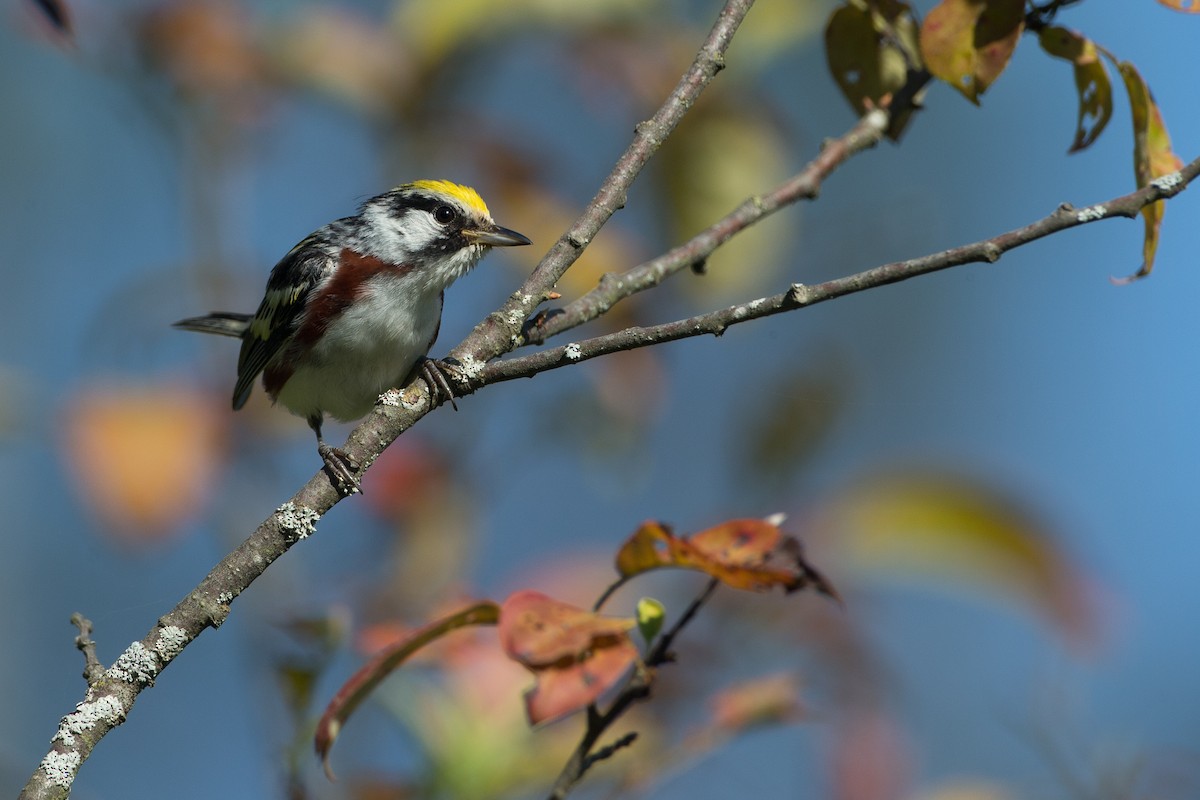 Chestnut-sided Warbler - ML20055541