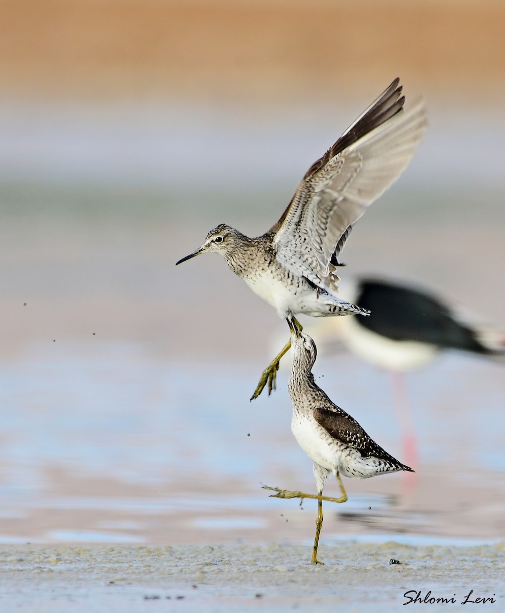 Wood Sandpiper - Shlomi Levi