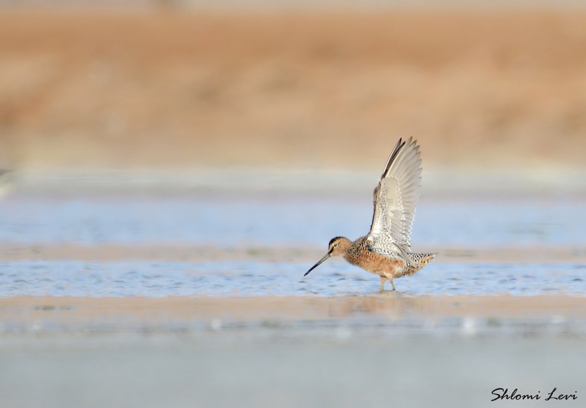 Long-billed Dowitcher - ML200556531