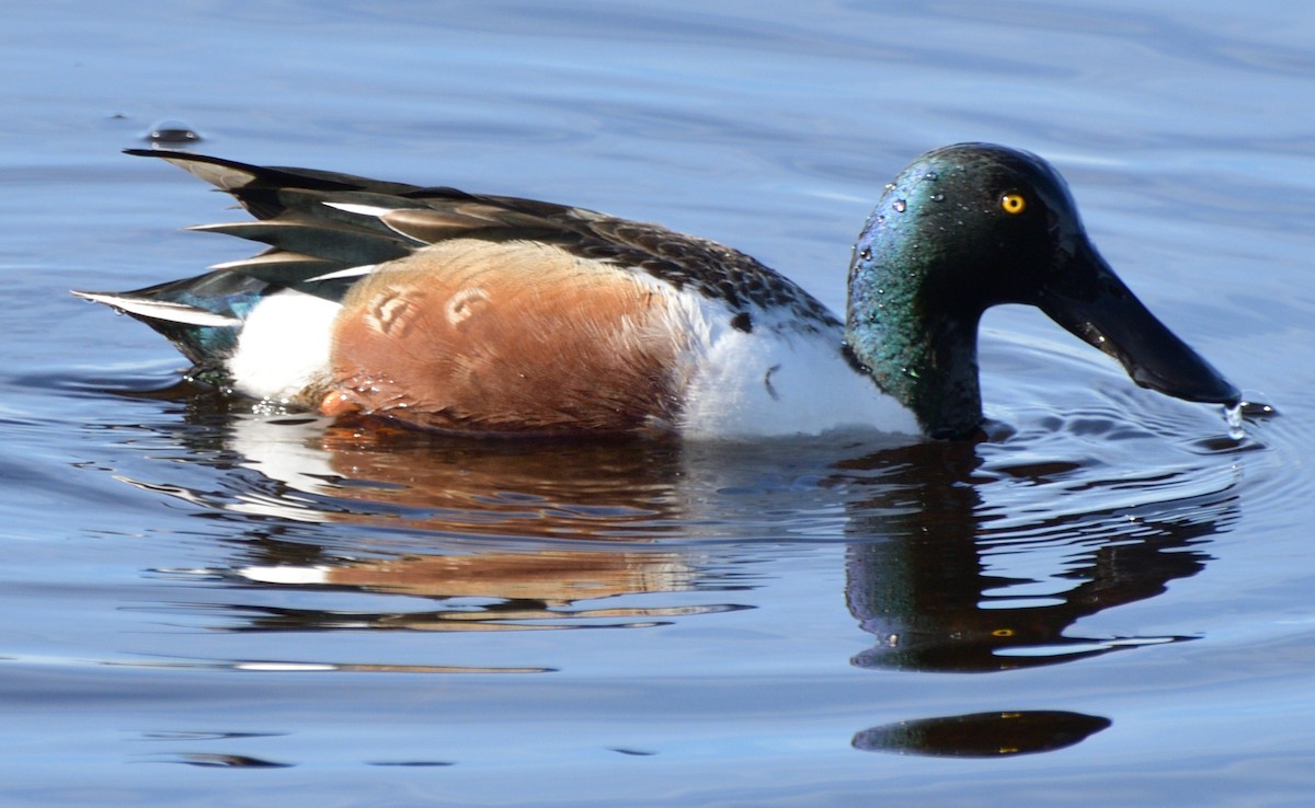 Northern Shoveler - ML200556661