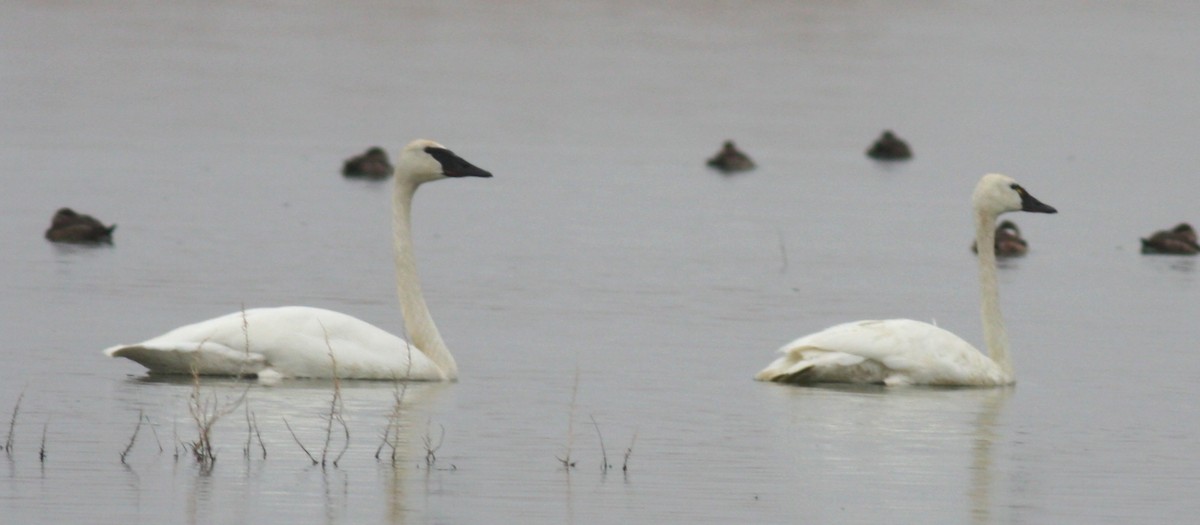 Trumpeter Swan - Kerry Ross