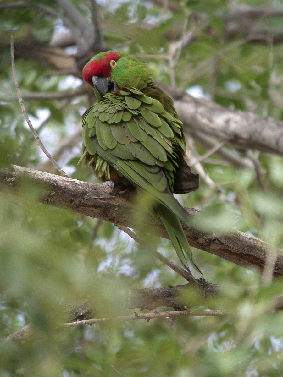 Conure à gros bec - ML20055801