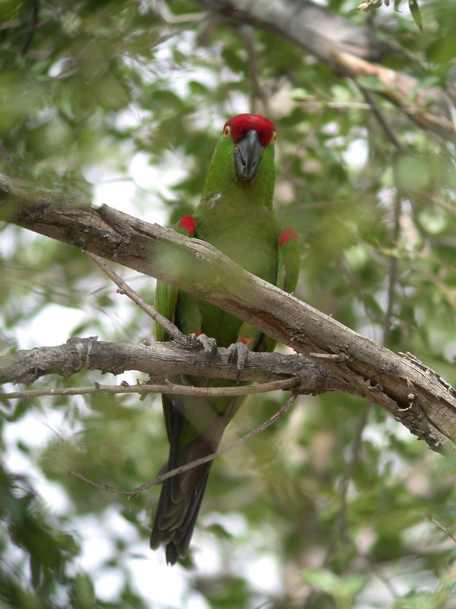 Thick-billed Parrot - ML20055811