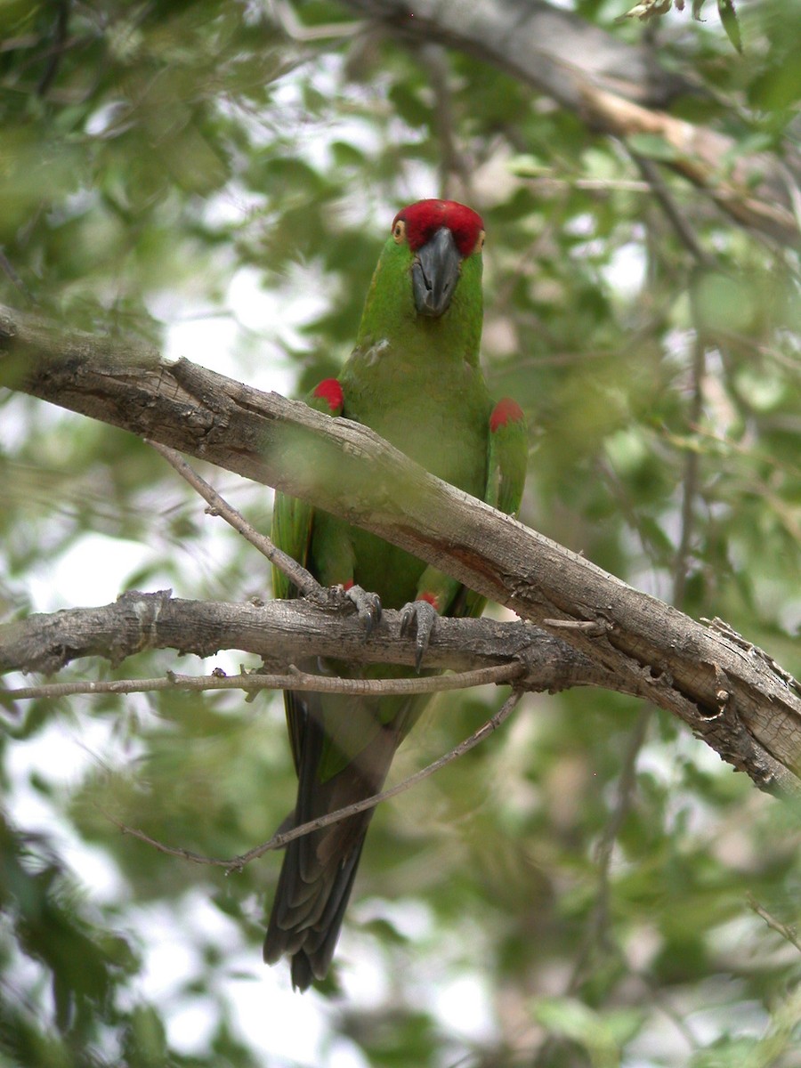 Conure à gros bec - ML20055811