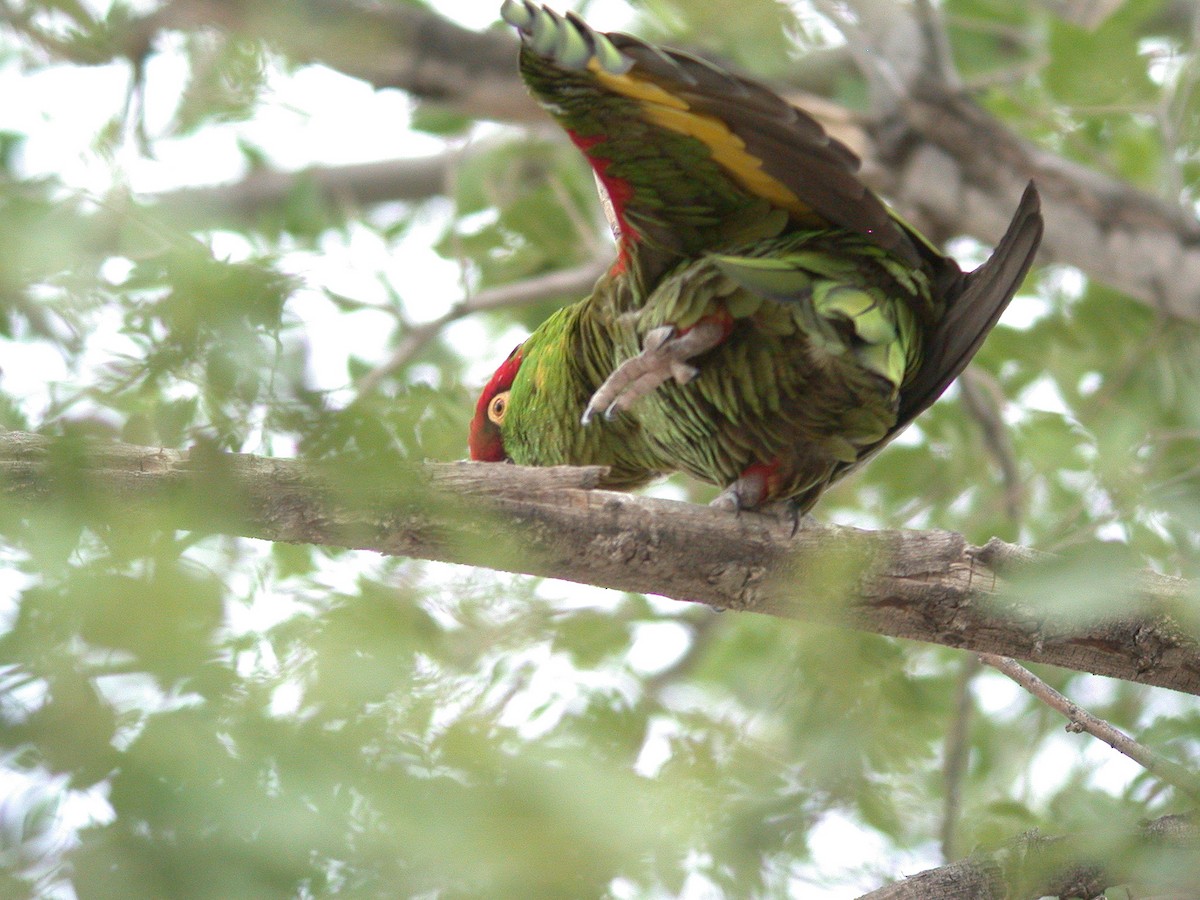 Conure à gros bec - ML20055821