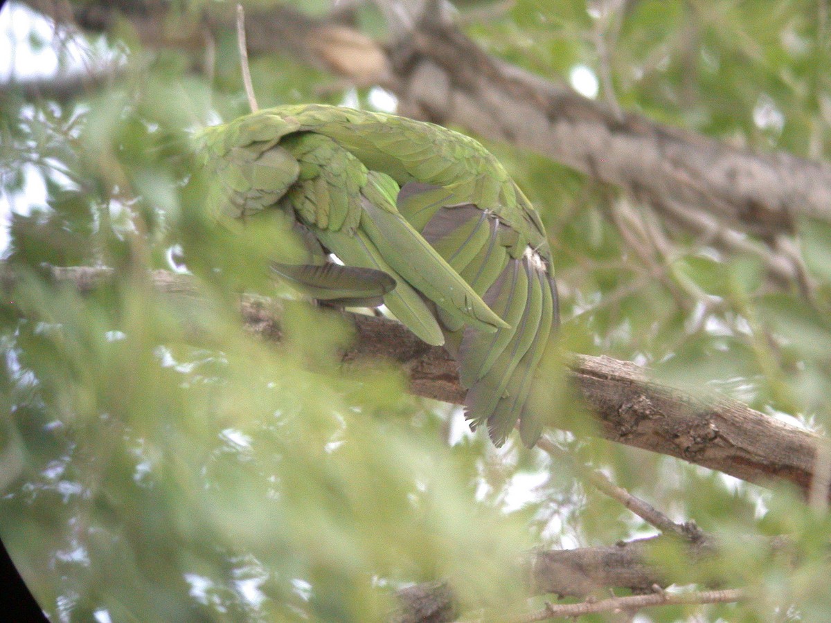 Thick-billed Parrot - ML20055831