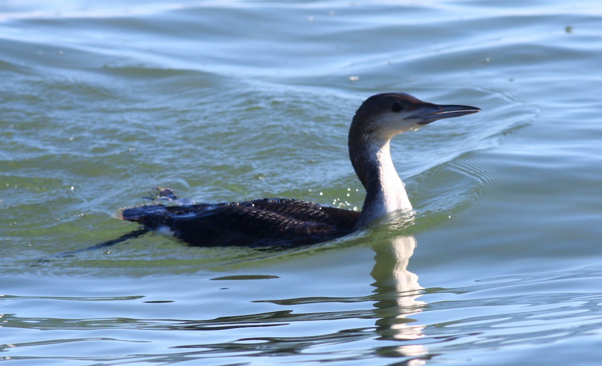 Arctic Loon - ML200560111