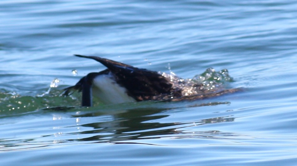 Arctic Loon - ML200560171