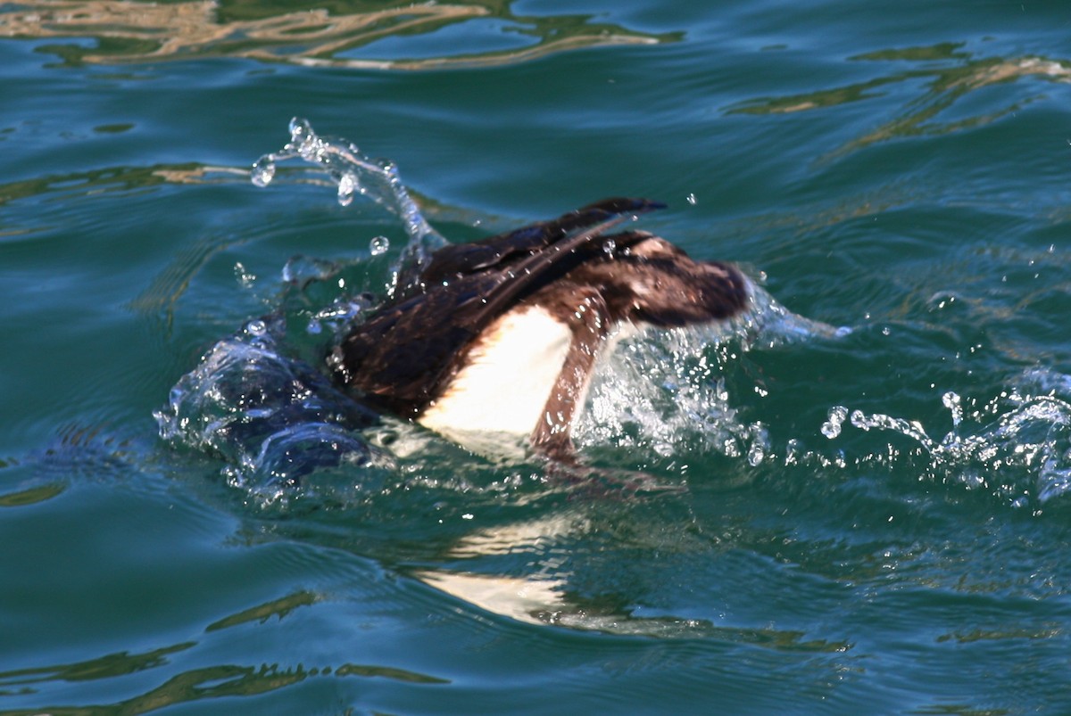 Arctic Loon - ML200560211