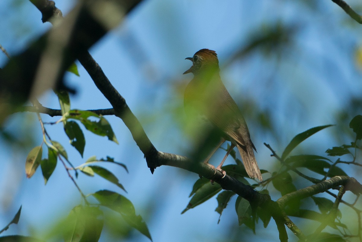 Wood Thrush - Chris Wood