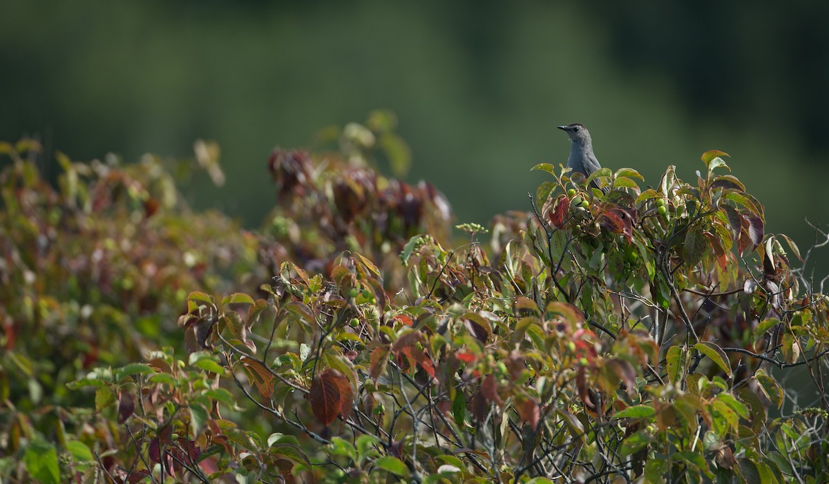 Gray Catbird - ML20056091