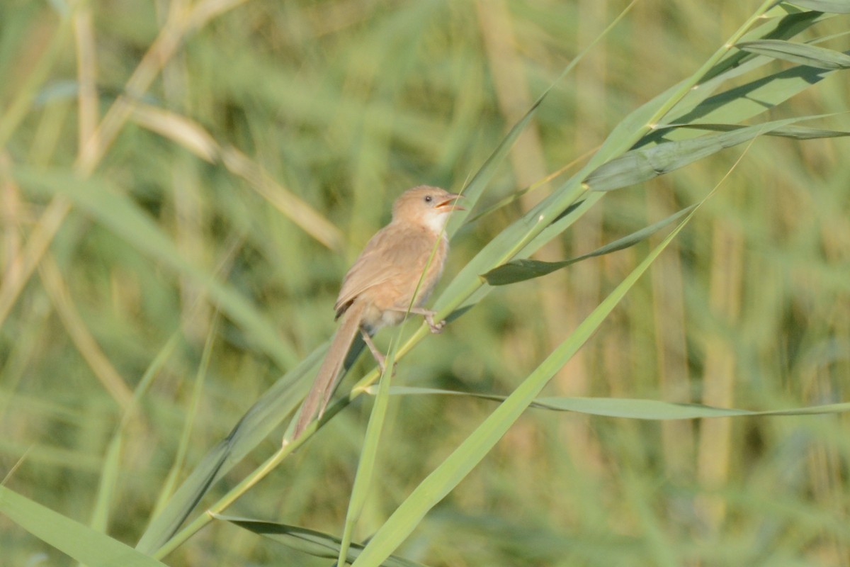 Iraq Babbler - Ergün Cengiz