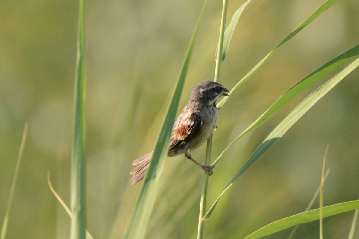 Dead Sea Sparrow - ML200561541