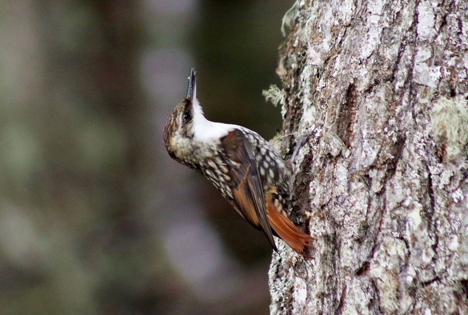 White-throated Treerunner - ML200562961