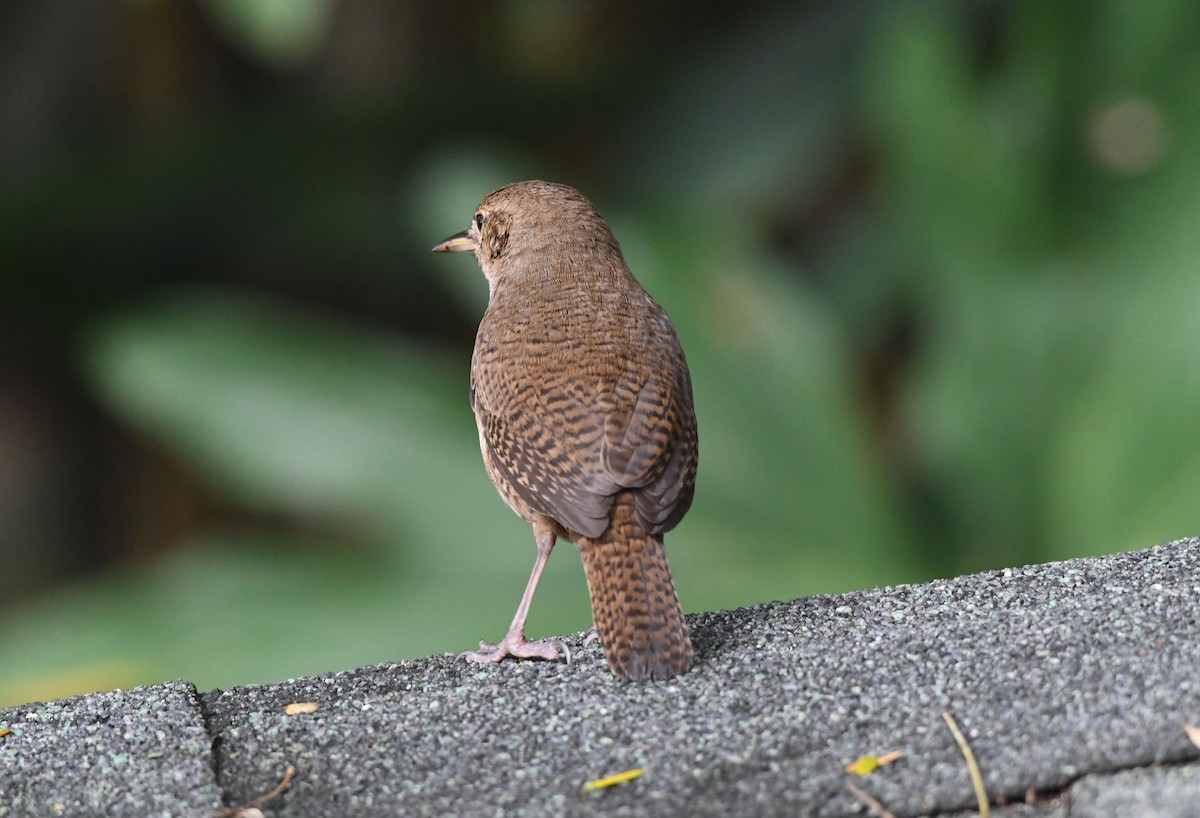 Southern House Wren - Guy Lafond
