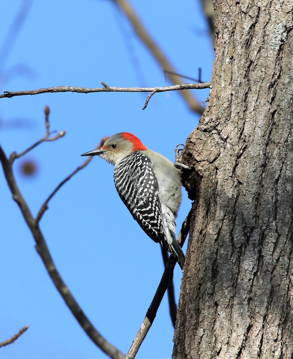 Red-bellied Woodpecker - Evan Pannkuk