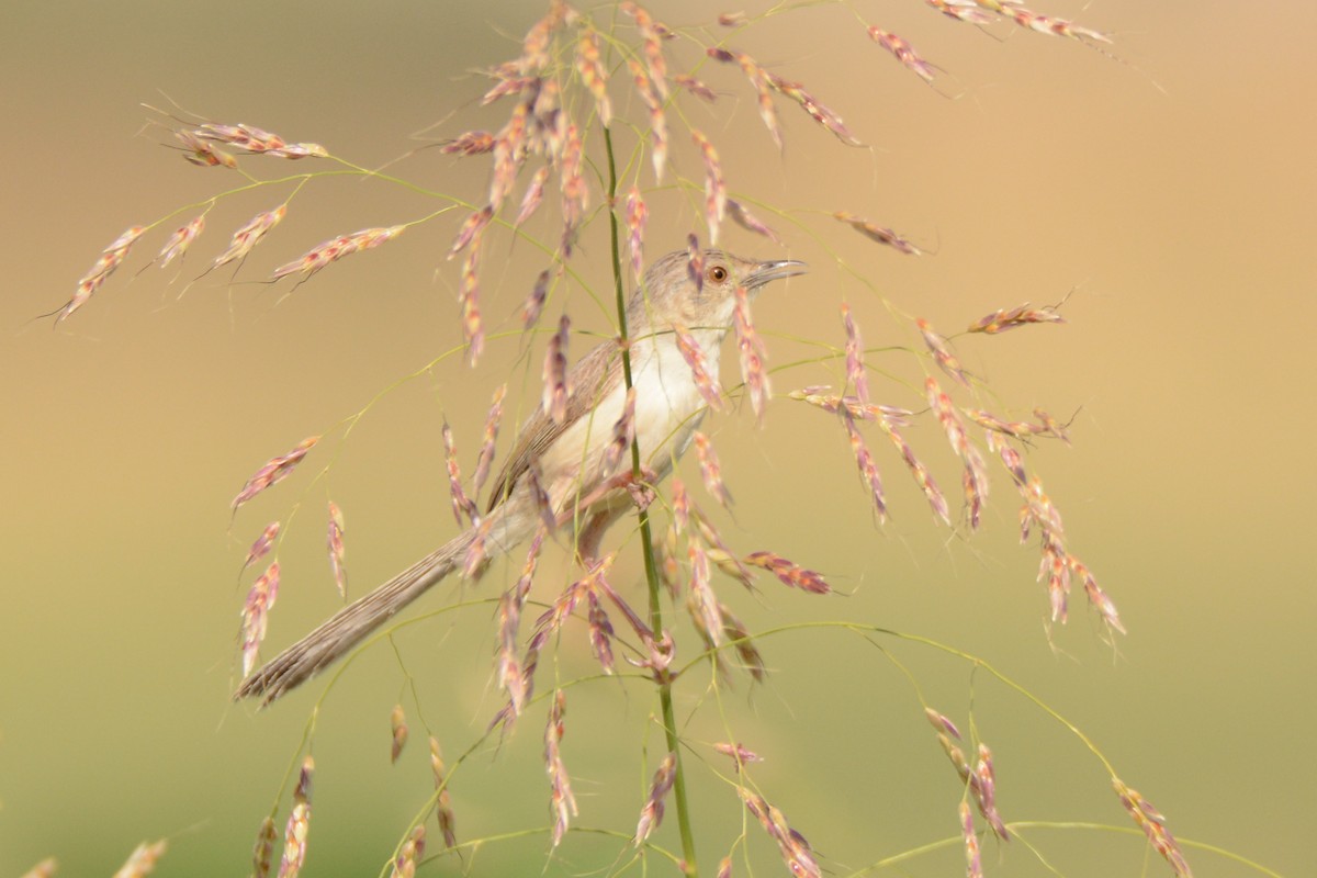 Delicate Prinia - Ergün Cengiz