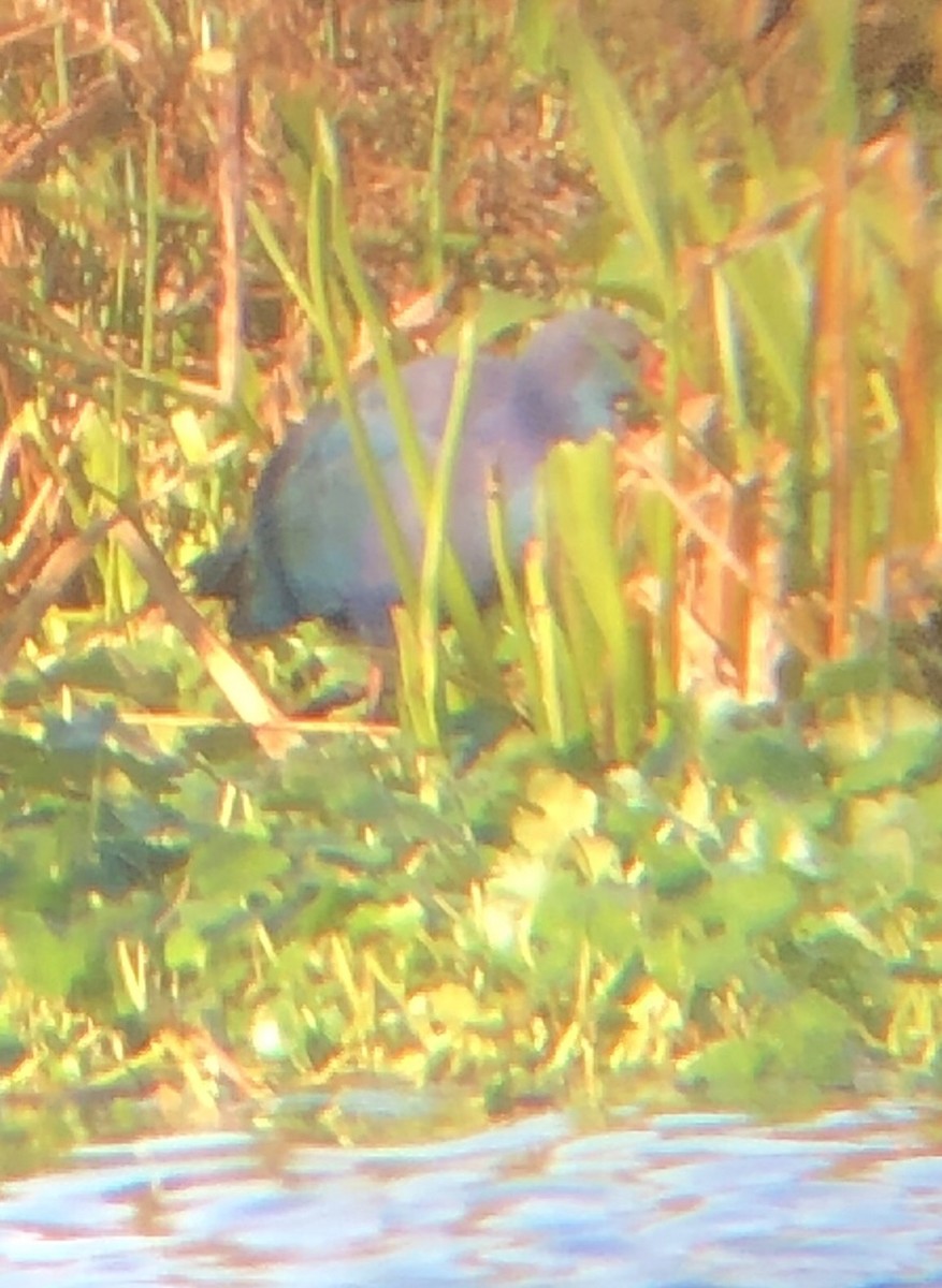 Gray-headed Swamphen - ML200568351