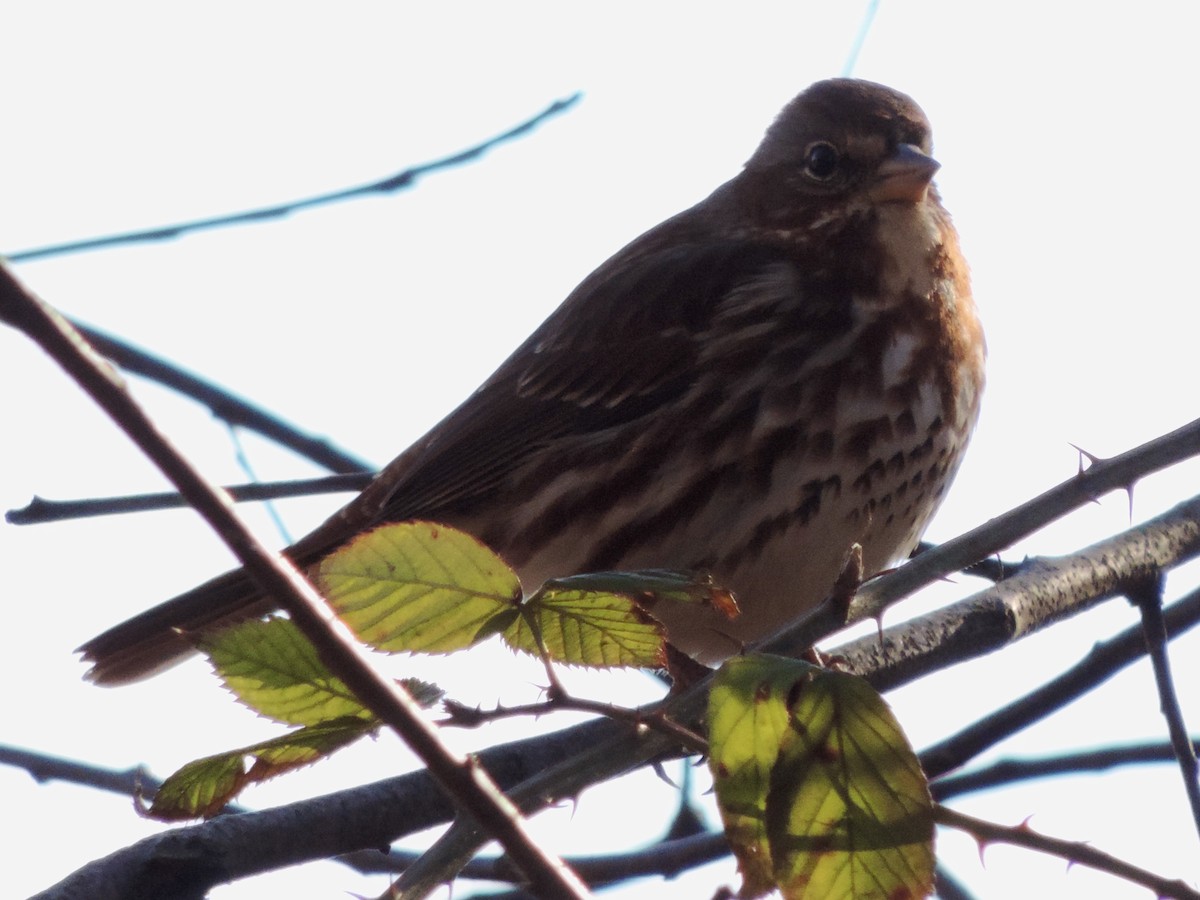 Fox Sparrow - ML200569391