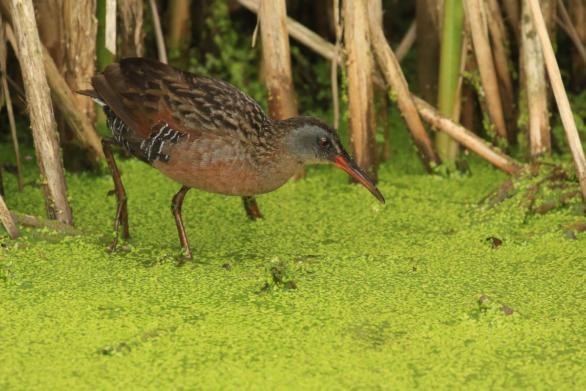 Virginia Rail - Tim Lenz